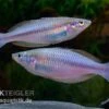 Mayland`s Regenbogenfisch, Melanotaenia Maylandi, 5 Tiere -EHEIM || JBL || sera Verkaufsgeschäft Mayland s Regenbogenfisch Melanotaenia maylandi