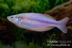 Mayland`s Regenbogenfisch, Melanotaenia Maylandi, 5 Tiere -EHEIM || JBL || sera Verkaufsgeschäft Mayland s Regenbogenfisch Melanotaenia maylandi 6