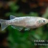 Medaka Linguang, Oryzias Latipes -EHEIM || JBL || sera Verkaufsgeschäft Medaka Linguang Oryzias latipes 1