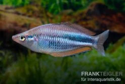 Dansari-River-Regenbogenfisch, Melanotaenia Affinis "Dansari River", 5 Tiere -EHEIM || JBL || sera Verkaufsgeschäft Melanotaenia affinis Dansari River 12