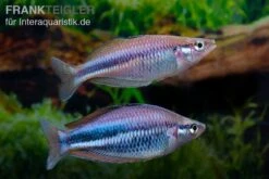 Dansari-River-Regenbogenfisch, Melanotaenia Affinis "Dansari River", 5 Tiere -EHEIM || JBL || sera Verkaufsgeschäft Melanotaenia affinis Dansari River 9