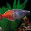 Boesemans Regenbogenfisch Rot, Melanotaenia Boesemani RED, DNZ -EHEIM || JBL || sera Verkaufsgeschäft Melanotaenia boesemani 2