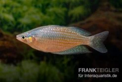 Rawa-Biru-Regenbogenfisch, Melanotaenia Cf. Splendida Rubrostriata "Rawa Biru" , 5 Tiere -EHEIM || JBL || sera Verkaufsgeschäft Melanotaenia cf splendida rubrostriata Rawa Biru 19