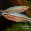 Aru-Regenbogenfisch, Melanotaenia Picta, 5 Tiere -EHEIM || JBL || sera Verkaufsgeschäft Melanotaenia picta Aru Regenbogenfisch