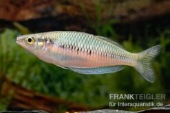 Sikuensis-Regenbogenfisch, Melanotaenia Sikuensis, 5 Tiere -EHEIM || JBL || sera Verkaufsgeschäft Melanotaenia sp Isim 21