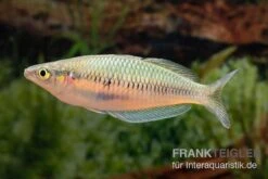Sikuensis-Regenbogenfisch, Melanotaenia Sikuensis, 5 Tiere -EHEIM || JBL || sera Verkaufsgeschäft Melanotaenia sp Isim 23