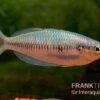 Sikuensis-Regenbogenfisch, Melanotaenia Sikuensis, 5 Tiere -EHEIM || JBL || sera Verkaufsgeschäft Melanotaenia sp Isim Melanotaenia sikuensis