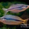 Coen-River-Regenbogenfisch, Melanotaenia Trifasciata "Coen River" 5 Tiere -EHEIM || JBL || sera Verkaufsgeschäft Melanotaenia trifasciata Coen River 21