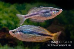 Coen-River-Regenbogenfisch, Melanotaenia Trifasciata "Coen River" 5 Tiere