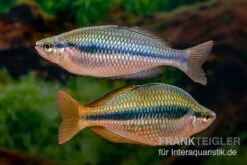 Coen-River-Regenbogenfisch, Melanotaenia Trifasciata "Coen River" 5 Tiere -EHEIM || JBL || sera Verkaufsgeschäft Melanotaenia trifasciata Coen River 33