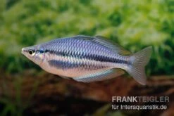 Hapgood-River-Regenbogenfisch, Melanotaenia Trifasciata "Hapgood River" 5 Tiere -EHEIM || JBL || sera Verkaufsgeschäft Melanotaenia trifasciata Hapgood River 37