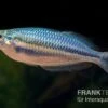 Hapgood-River-Regenbogenfisch, Melanotaenia Trifasciata "Hapgood River" 5 Tiere -EHEIM || JBL || sera Verkaufsgeschäft Melanotaenia trifasciata Hapgood River 38