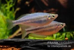 Hapgood-River-Regenbogenfisch, Melanotaenia Trifasciata "Hapgood River" 5 Tiere -EHEIM || JBL || sera Verkaufsgeschäft Melanotaenia trifasciata Hapgood River 5