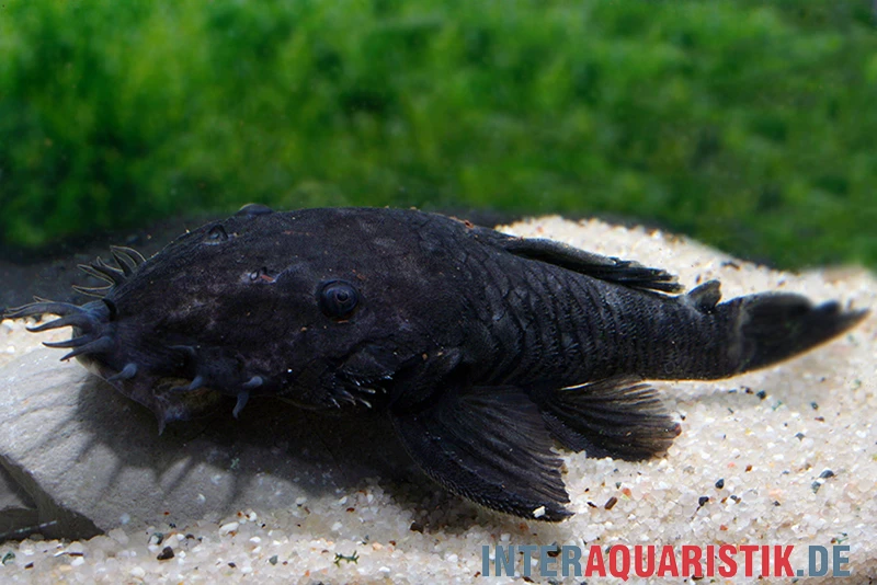 Monster-Antennenwels, L34, Ancistrus Ranunculus 3 Monster-Antennenwels, L34, Ancistrus Ranunculus