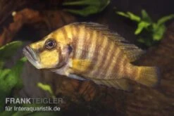 Nanderbuntbarsch, Altolamprologus Compressiceps, DNZ -EHEIM || JBL || sera Verkaufsgeschäft Nanderbuntbarsch Altolamprologus compressiceps 1