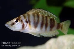 Nanderbuntbarsch, Altolamprologus Compressiceps, DNZ -EHEIM || JBL || sera Verkaufsgeschäft Nanderbuntbarsch Altolamprologus compressiceps 2