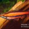 Purpurziersalmler, Nannostomus Mortenthaleri -EHEIM || JBL || sera Verkaufsgeschäft Nannostomus mortenthaleri FSWFT0165