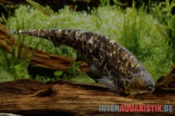 Nebelmesserfisch, Adontosternarchus Nebulosus