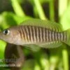 Gestreifter Schneckenbuntbarsch, Neolamprologus Multifsciatus, DNZ -EHEIM || JBL || sera Verkaufsgeschäft Neolamprologus multifasciatus