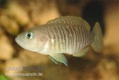 Gestreifter Schneckenbuntbarsch, Neolamprologus Multifsciatus, DNZ -EHEIM || JBL || sera Verkaufsgeschäft Neolamprologus multifasciatus gestreifter schnecken