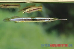 Neonstreifen-Halbschnabelhecht, Hemirhamphodon Tengah -EHEIM || JBL || sera Verkaufsgeschäft Neonstreifen Halbschnabelhecht Hemirhamphodon tengah 3