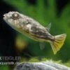 Nilkugelfisch, Tetraodon Fahaka (lineatus) 2 Nilkugelfisch, Tetraodon Fahaka (lineatus) -EHEIM || JBL || sera Verkaufsgeschäft Nilkugelfisch Tetraodon fahaka lineatus
