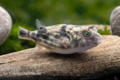 Nilkugelfisch, Tetraodon Fahaka (lineatus) 13 Nilkugelfisch, Tetraodon Fahaka (lineatus) -EHEIM || JBL || sera Verkaufsgeschäft Nilkugelfisch Tetraodon fahaka lineatus 1