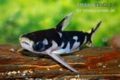 Ninja-Tatia, Tatia Musaica -EHEIM || JBL || sera Verkaufsgeschäft Ninja Tatia Tatia musaica3