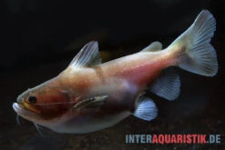 Oger-Wels, Asterophysus Batrachus -EHEIM || JBL || sera Verkaufsgeschäft Oger Wels Asterophysus batrachus 1