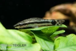 Bundle: 6x Ohrgitterharnischwels, Otocinclus Affinis (6 Stück) -EHEIM || JBL || sera Verkaufsgeschäft Ohrgitterharnischwels Otocinclus affinis 3