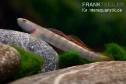 Orangeflossen-Grundel, Stiphodon Maculidorsalis, 1 Paar -EHEIM || JBL || sera Verkaufsgeschäft Orangeflossen Grundel Stiphodon maculidorsalis 2