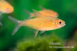 Orangensalmler, Hyphessobrycon Cf. Pulchripinnis BOLIVIA ORANGE, 5er Gruppe 9 Orangensalmler, Hyphessobrycon Cf. Pulchripinnis BOLIVIA ORANGE, 5er Gruppe -EHEIM || JBL || sera Verkaufsgeschäft Orangensalmler Hyphessobrycon cf pulchripinnis BOLIVIA ORANGE 1