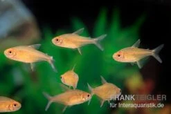 Orangensalmler, Hyphessobrycon Cf. Pulchripinnis BOLIVIA ORANGE, 5er Gruppe 10 Orangensalmler, Hyphessobrycon Cf. Pulchripinnis BOLIVIA ORANGE, 5er Gruppe -EHEIM || JBL || sera Verkaufsgeschäft Orangensalmler Hyphessobrycon cf pulchripinnis BOLIVIA ORANGE 2