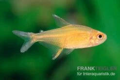 Orangensalmler, Hyphessobrycon Cf. Pulchripinnis BOLIVIA ORANGE, 5er Gruppe 11 Orangensalmler, Hyphessobrycon Cf. Pulchripinnis BOLIVIA ORANGE, 5er Gruppe -EHEIM || JBL || sera Verkaufsgeschäft Orangensalmler Hyphessobrycon cf pulchripinnis BOLIVIA ORANGE 3