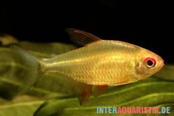 Orangensalmler, Hyphessobrycon Cf. Pulchripinnis BOLIVIA ORANGE, 5er Gruppe 8 Orangensalmler, Hyphessobrycon Cf. Pulchripinnis BOLIVIA ORANGE, 5er Gruppe -EHEIM || JBL || sera Verkaufsgeschäft Orangensalmler Hyphessobrycon cf pulchripinnis BOLIVIAORANGE neu 1