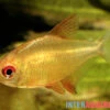 Orangensalmler, Hyphessobrycon Cf. Pulchripinnis BOLIVIA ORANGE, 5er Gruppe -EHEIM || JBL || sera Verkaufsgeschäft Orangensalmler Hyphessobrycon cf pulchripinnis BOLIVIAORANGE neu 2