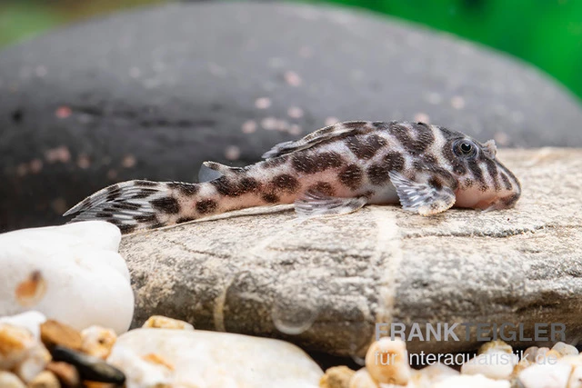 Ozelot-Harnischwels, Hypancistrus Spec. L174, 3-4 Cm 5 Ozelot-Harnischwels, Hypancistrus Spec. L174, 3-4 Cm – Bild 3