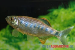 Ozolabärbling, Barilius Ardens