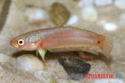 Pallifina-Kampffisch, Betta Pallifina, Paarweise -EHEIM || JBL || sera Verkaufsgeschäft Pallifina Kampffisch Betta pallifina 3