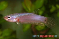 Pallifina-Kampffisch, Betta Pallifina, Paarweise -EHEIM || JBL || sera Verkaufsgeschäft Pallifina Kampffisch Betta pallifina 4