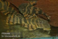 Harnischwels, L397, Panaqolus Sp. -EHEIM || JBL || sera Verkaufsgeschäft Panaquolus L397