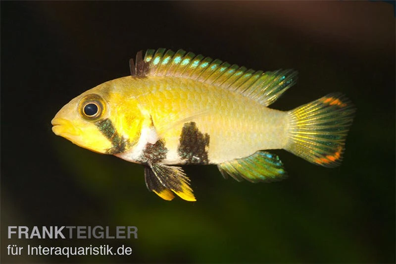 Panda-Zwergbuntbarsch, Apistogramma Nijsseni, Paarweise 3 Panda-Zwergbuntbarsch, Apistogramma Nijsseni, Paarweise – Bild 2