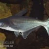 Pangasius Sutchi, Haiwels, 4-7 Cm -EHEIM || JBL || sera Verkaufsgeschäft Pangasius sutchi
