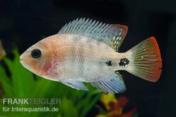 Quetzal-Buntbarsch, Cichlasoma Synspilum, DNZ -EHEIM || JBL || sera Verkaufsgeschäft Paraneetroplus melanurus 7