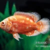 Pfauenaugenbuntbarsch "Albino Red Nemo", Astronotus Ocellatus -EHEIM || JBL || sera Verkaufsgeschäft Pfauenaugenbuntbarsch Albino Red Nemo Astronotus ocellatus 1