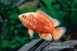 Pfauenaugenbuntbarsch "Albino Red Nemo", Astronotus Ocellatus -EHEIM || JBL || sera Verkaufsgeschäft Pfauenaugenbuntbarsch Albino Red Nemo Astronotus ocellatus 2