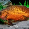 Pfauenaugenbuntbarsch "Smooth Red", Astronotus Ocellatus "Smooth Red" 2 Pfauenaugenbuntbarsch "Smooth Red", Astronotus Ocellatus "Smooth Red" -EHEIM || JBL || sera Verkaufsgeschäft Pfauenaugenbuntbarsch Smooth Red Astronotus ocellatus 1