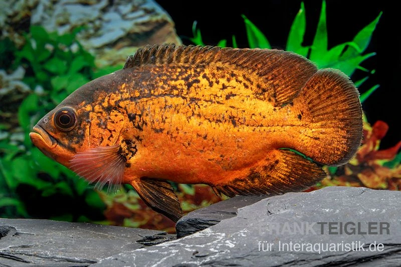 Pfauenaugenbuntbarsch "Smooth Red", Astronotus Ocellatus "Smooth Red" 3 Pfauenaugenbuntbarsch "Smooth Red", Astronotus Ocellatus "Smooth Red"