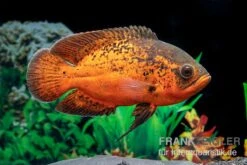 Pfauenaugenbuntbarsch "Smooth Red", Astronotus Ocellatus "Smooth Red" 5 Pfauenaugenbuntbarsch "Smooth Red", Astronotus Ocellatus "Smooth Red" -EHEIM || JBL || sera Verkaufsgeschäft Pfauenaugenbuntbarsch Smooth Red Astronotus ocellatus 2