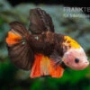 Plakat Kampffisch Fancy Color, Männchen, Betta Splendens 1 Plakat Kampffisch Fancy Color, Männchen, Betta Splendens -EHEIM || JBL || sera Verkaufsgeschäft Plakat Kampffisch Fancy Color Maennchen Betta splendens neu 1